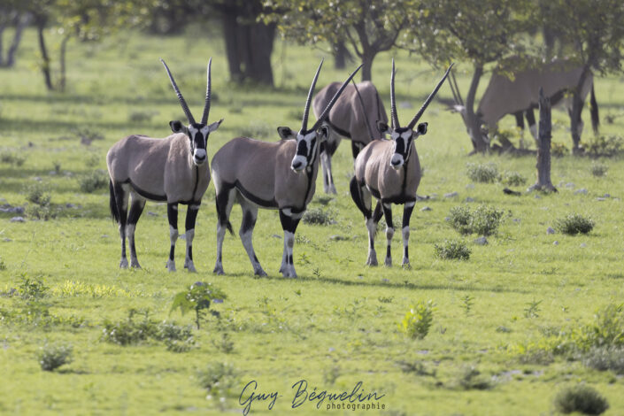 Namibie
