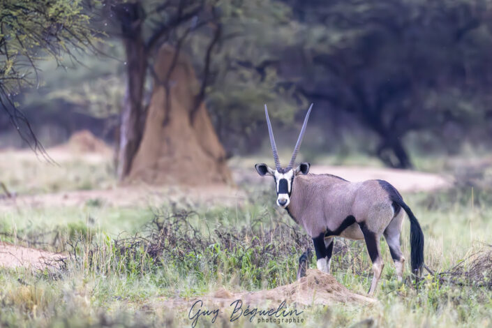 Namibie