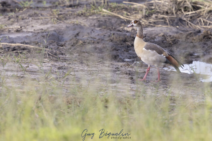 Namibie
