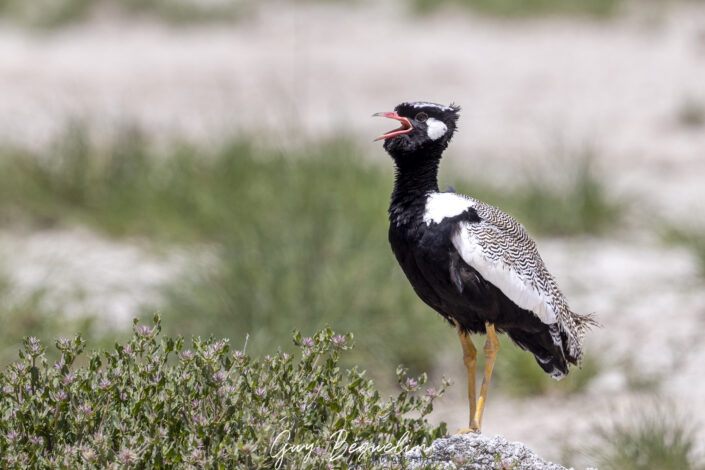 Namibie