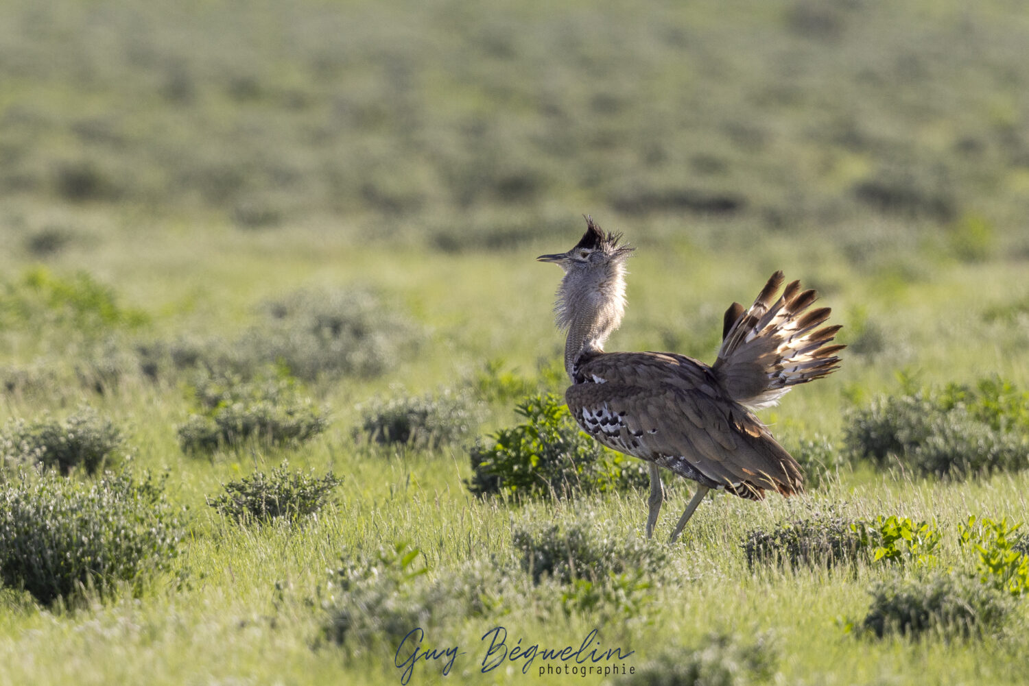 Namibie