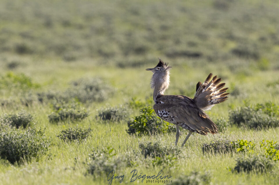 Namibie