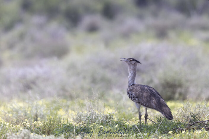 Namibie