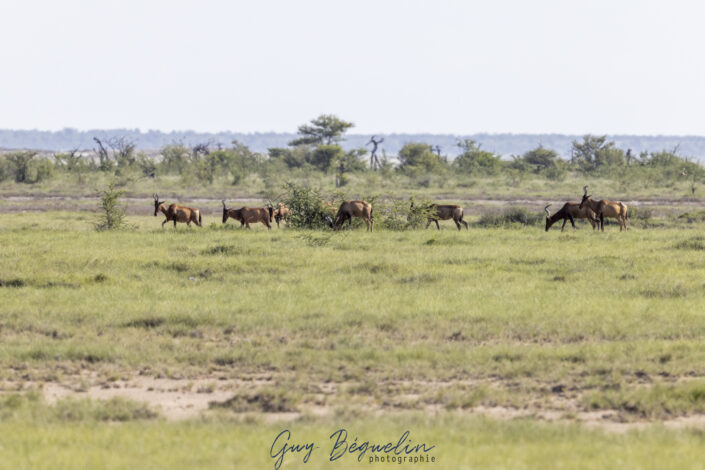 Namibie