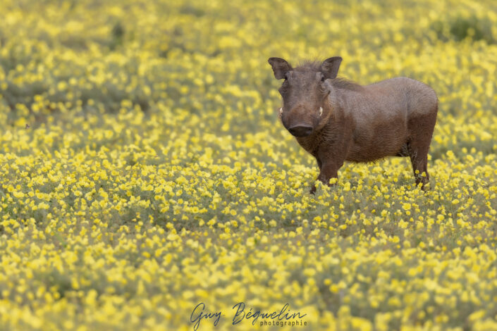 Namibie