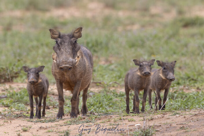 Namibie