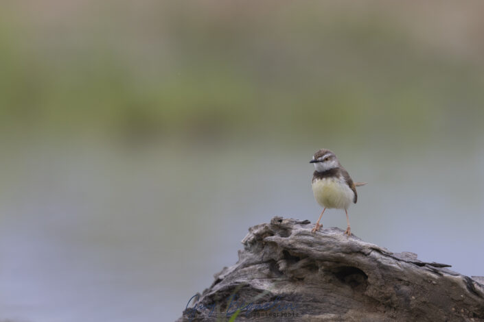 Namibie