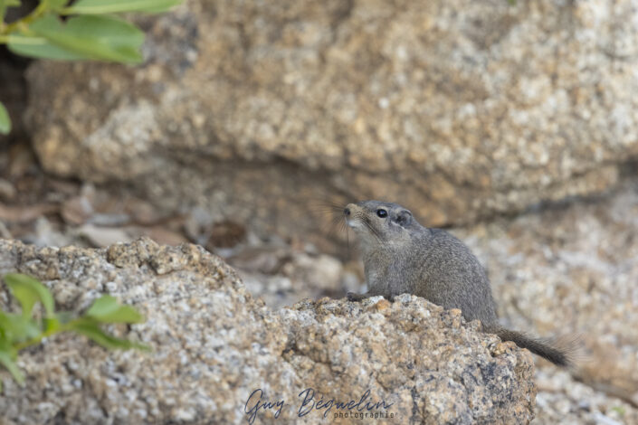 Namibie