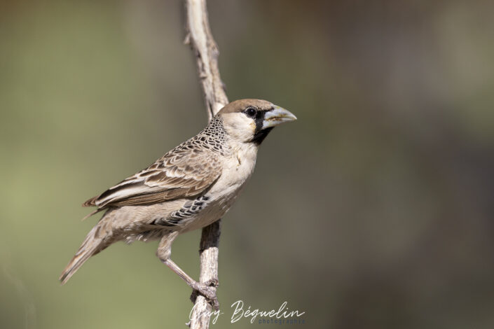 Namibie