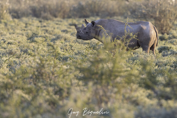 Namibie