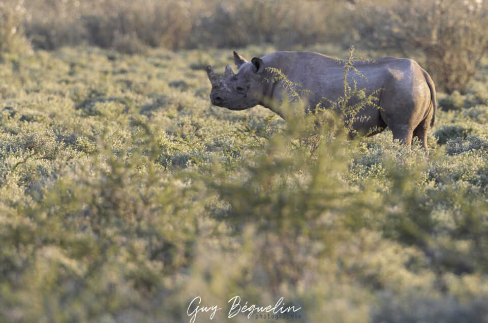 Namibie