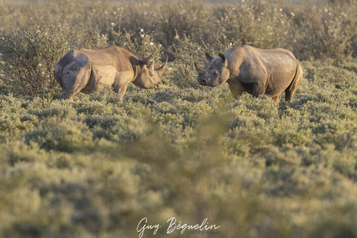 Namibie