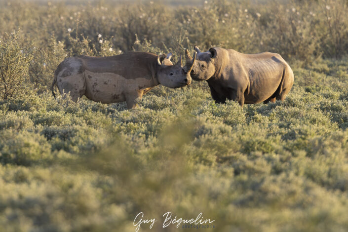 Namibie