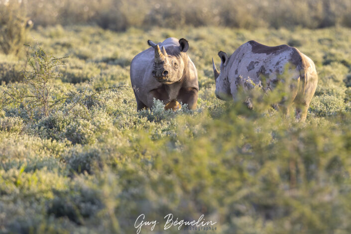 Namibie