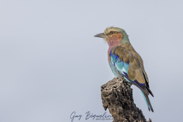 Namibie