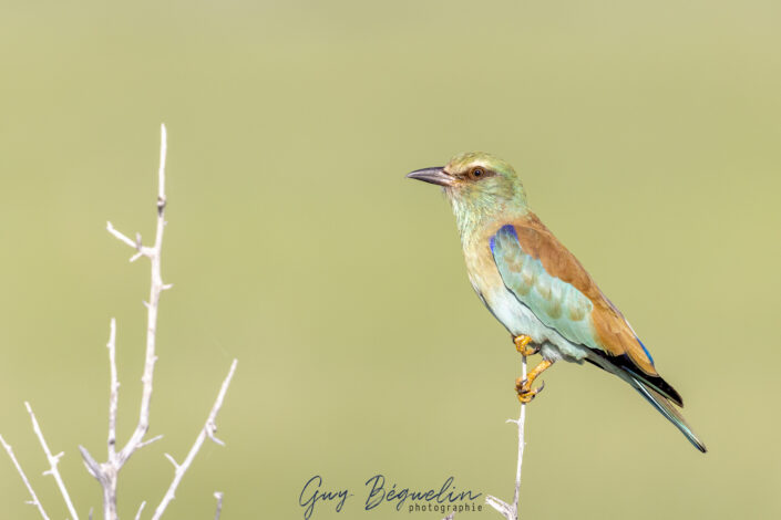 Namibie