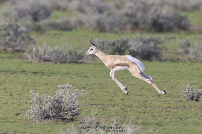 Namibie