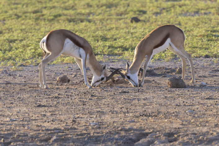 Namibie