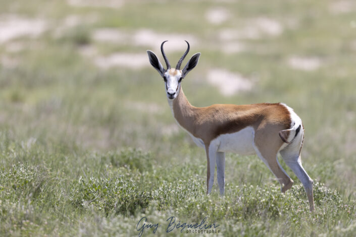Namibie