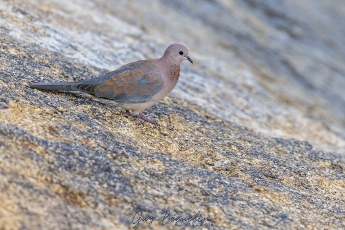 Namibie