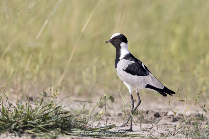 Namibie