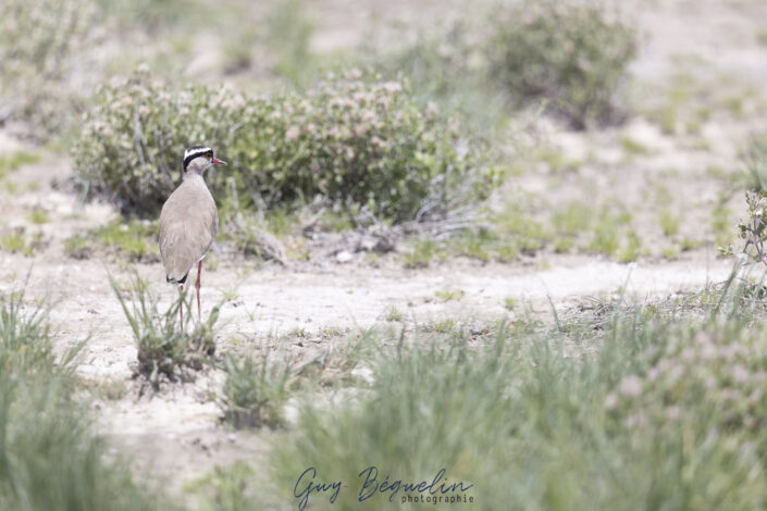 Namibie