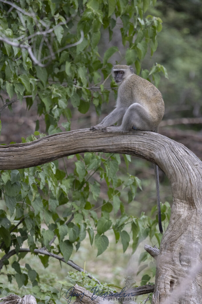 Namibie