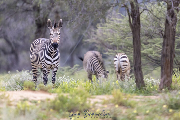Namibie