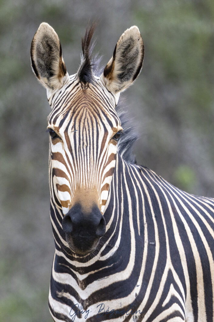 Namibie