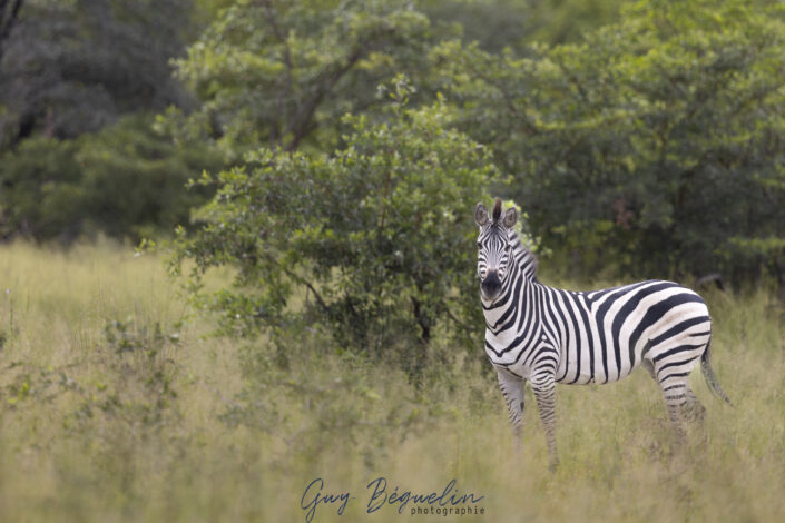 Namibie