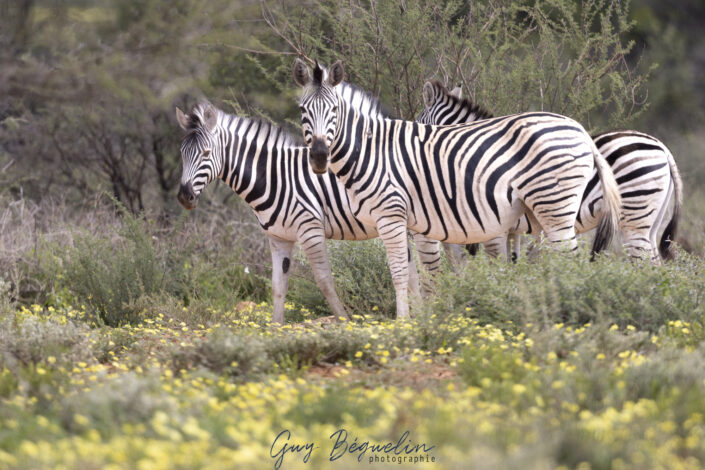 Namibie
