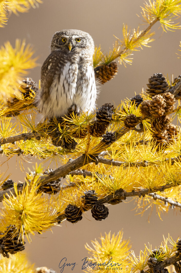 Parc national des Ecrins