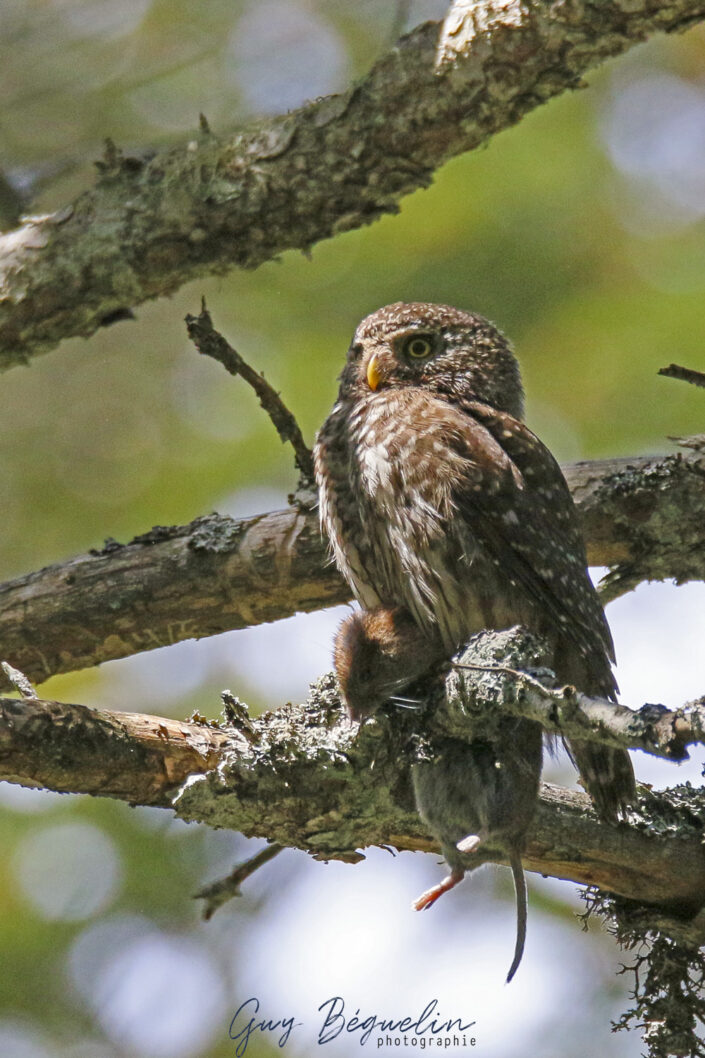 Hauts plateaux du Vercors
