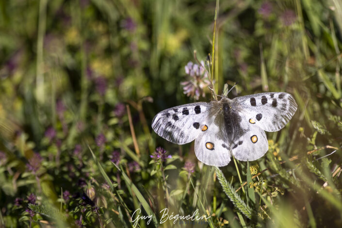 Haute-Savoie