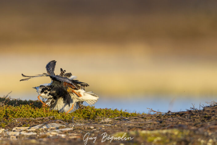 Péninsule du Varanger