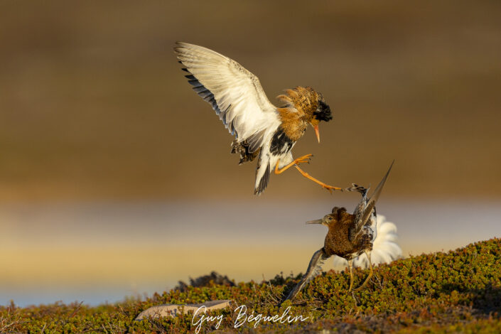 Péninsule du Varanger