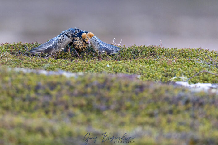 Péninsule du Varanger
