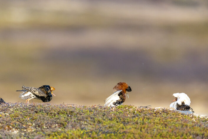 Péninsule du Varanger