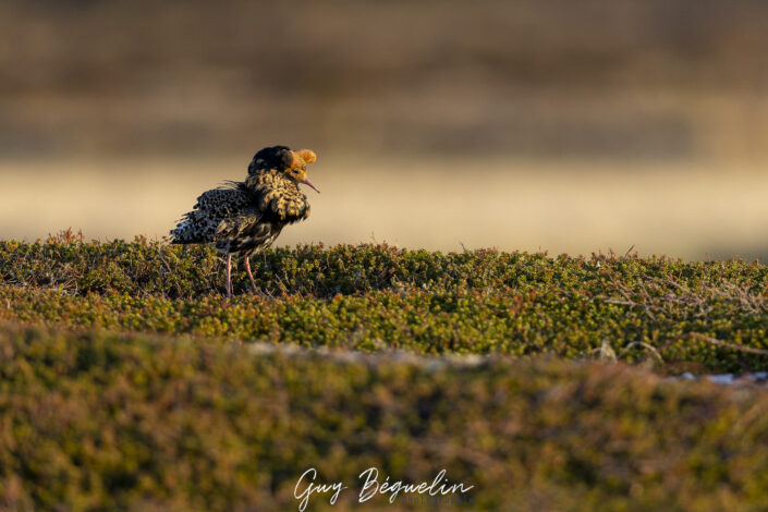Péninsule du Varanger