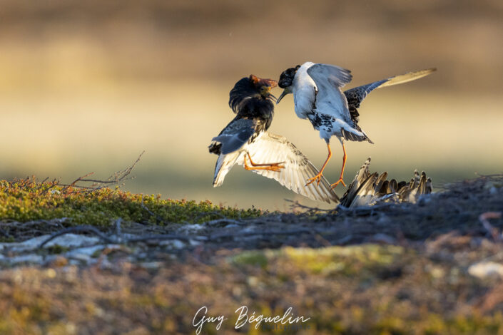 Péninsule du Varanger