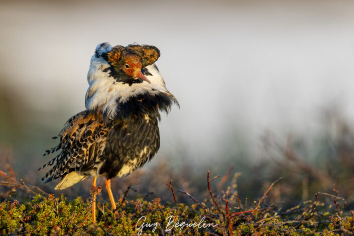 Péninsule du Varanger