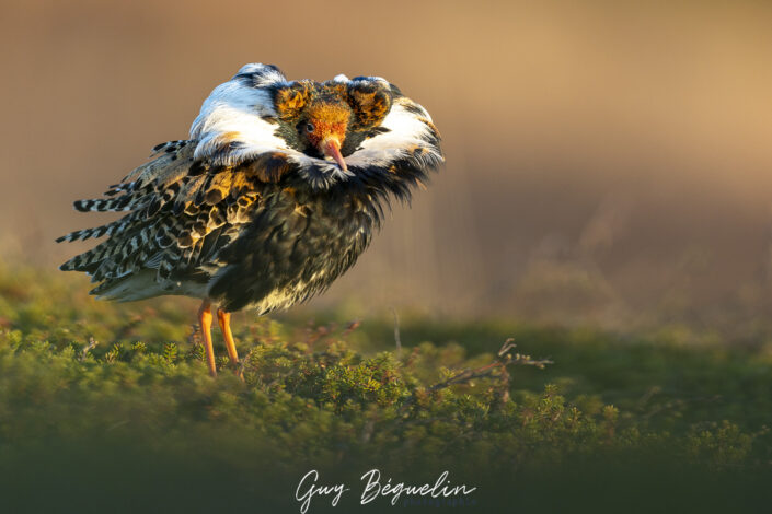 Péninsule du Varanger