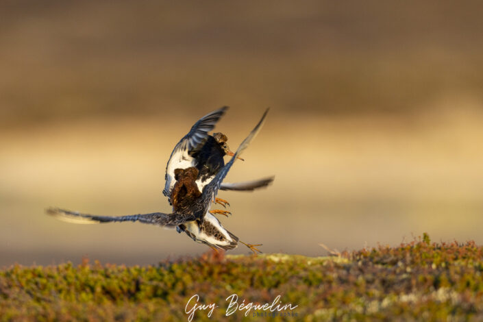 Péninsule du Varanger