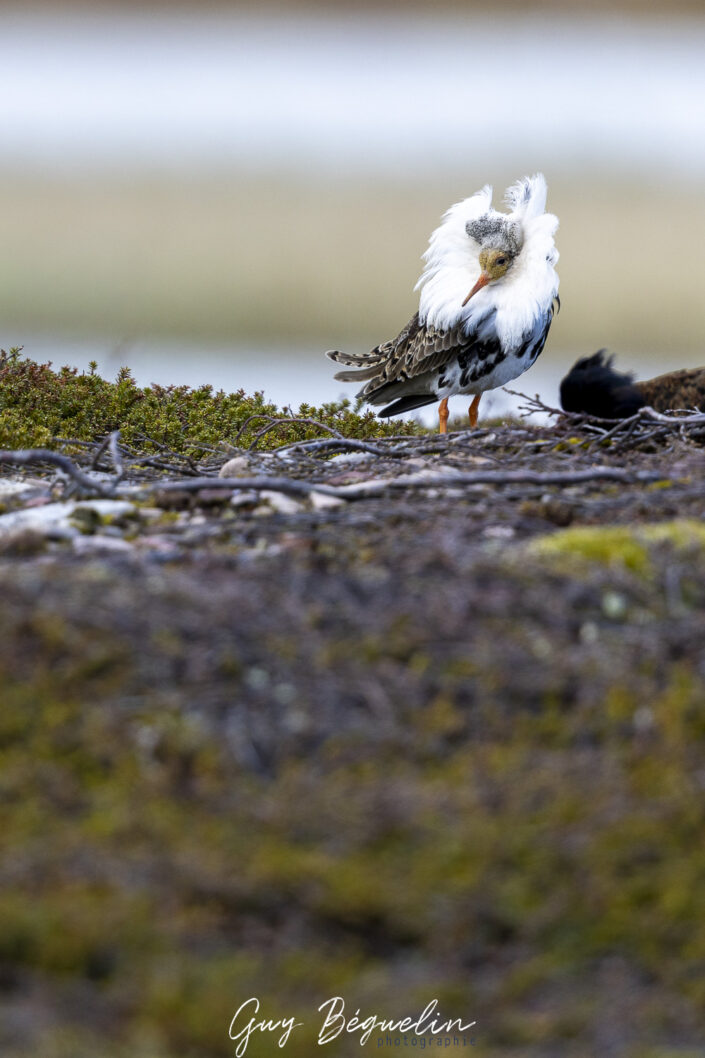 Péninsule du Varanger