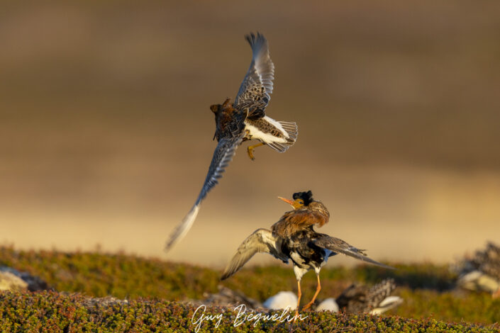 Péninsule du Varanger