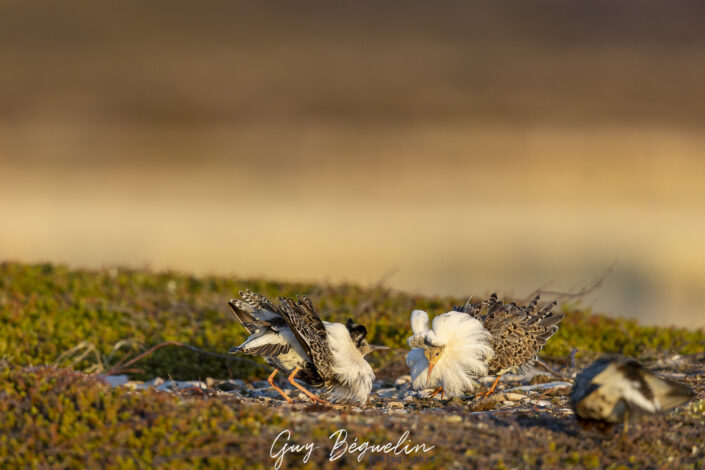 Péninsule du Varanger
