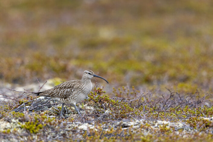 Péninsule du Varanger