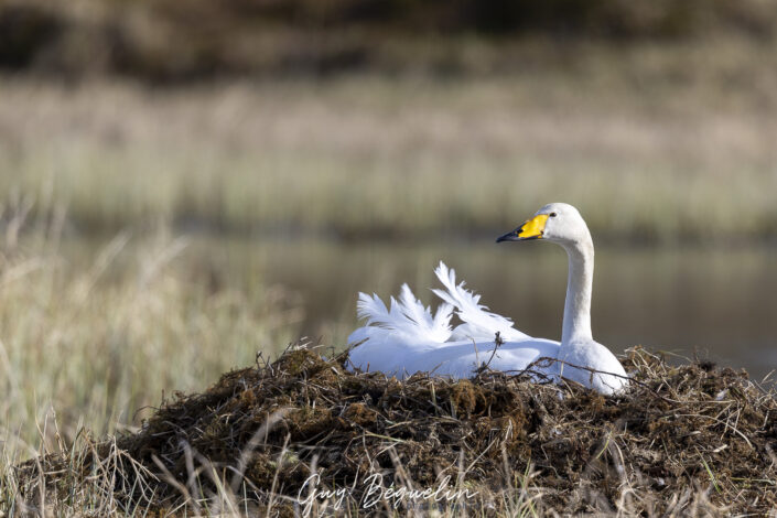Péninsule du Varanger