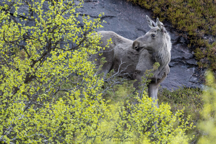 Péninsule du Varanger