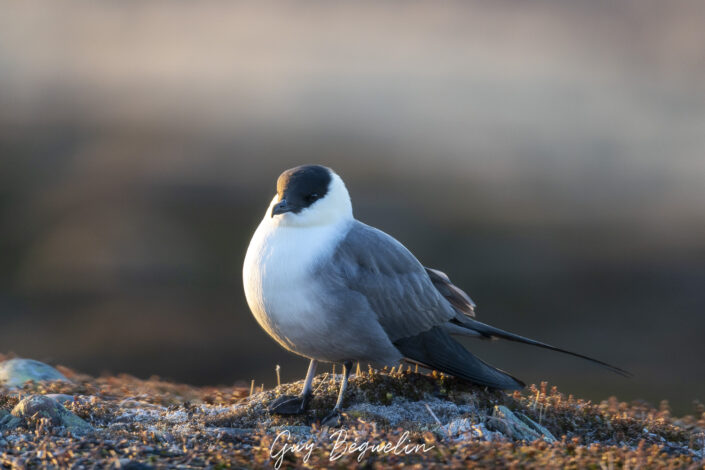 Péninsule du Varanger